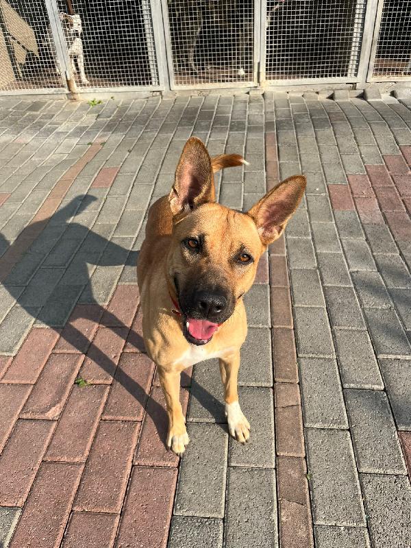 STELLA  Foto 2